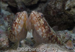 Cheek to Cheek! Indonesia / Lembeh Strait by Barbara Schilling 